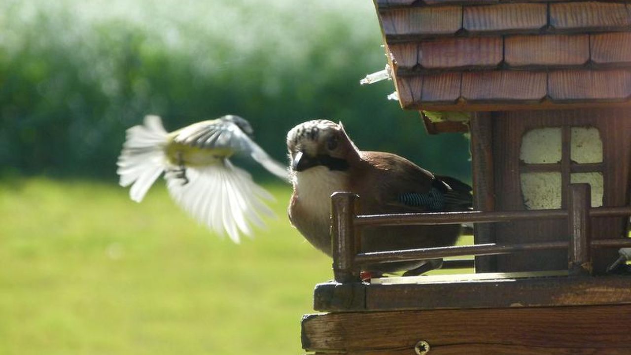 Besuch am Vogelhaus Besuch am Vogelhaus